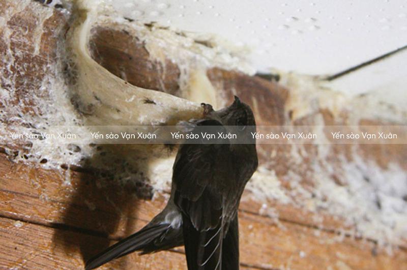Chim yến làm tổ như thế nào? Bằng gì? Sự thật thú vị đằng sau 9 Chim yến miệt mài đắp từng sợi nước bọt xếp chồng lên nhau