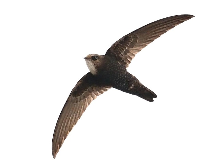 hinh-anh-chim-yen-to-yen-sao-04