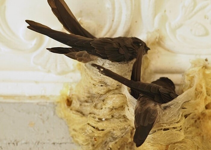 to-yen-duoc-lam-tu-gi-01