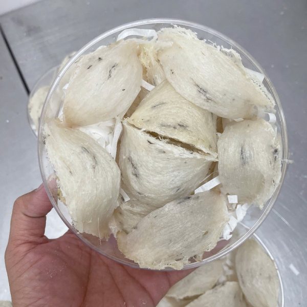 Tổ yến thô chọn lọc VIP siêu ít lông hộp 50gr - 100gr 7 Tổ yến già, đanh, siêu ít lông
