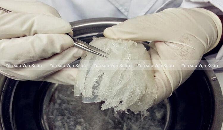 Yến thô sau khi ngâm sẽ nở, sợi tơi dễ làm sạch tạp chất