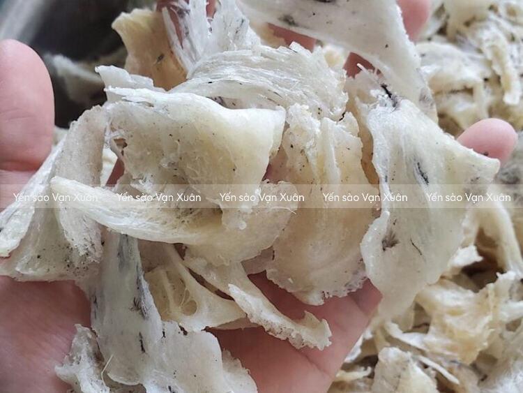 Chân yến là gì? Chân yến và tổ yến cái nào tốt hơn? Nên chọn loại nào 9 Chân yến là phần chân của tổ yến gắn vào tường