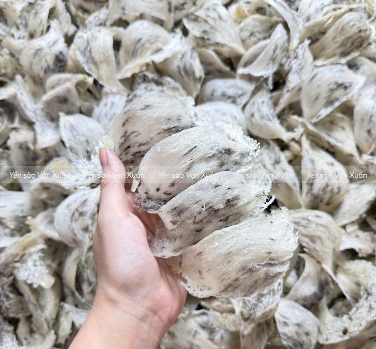 Độ ẩm tiêu chuẩn của tổ yến thô là bao nhiêu? Cách nhận biết yến đạt chuẩn 11 Độ ẩm không phải là yếu tố duy nhất quyết định tới chất lượng của tổ yến thô